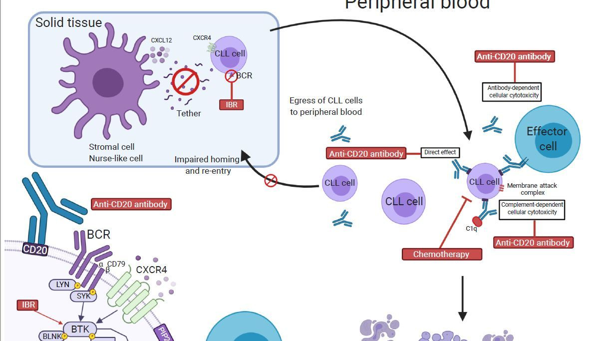 Ibrutinib combinations in CLL therapy: scientific rationale and clinical results