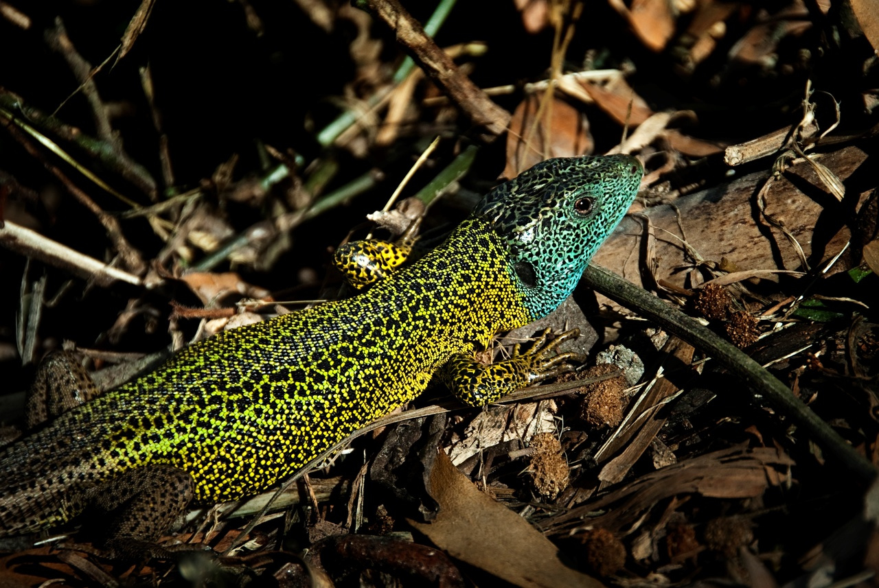 Virgin-births may compromise species lifespan in the long term: a tale from lizards and snakes