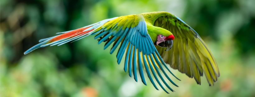 Uniting Communities in Conservation