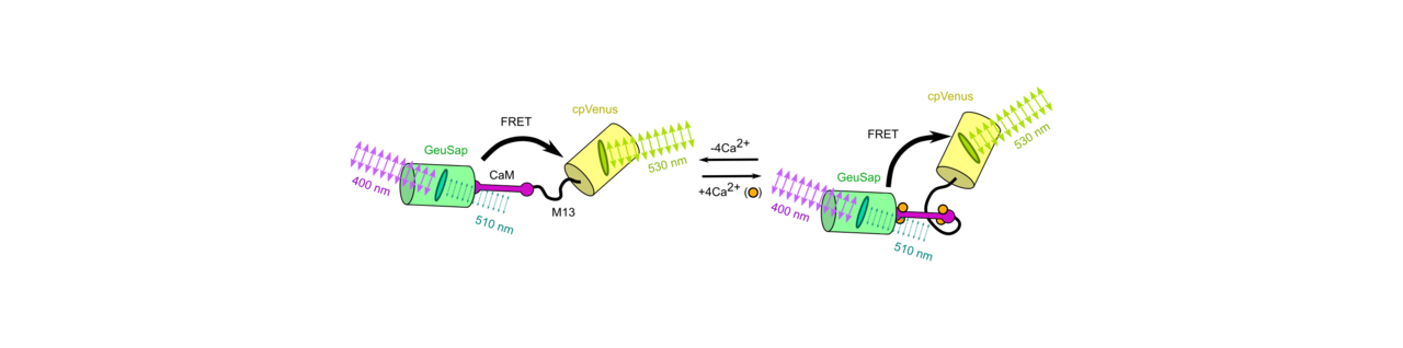 Dim fluorescent proteins shine light on acceptor anisotropy