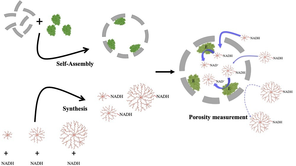 Molecular porosity and permeability of a viral capsid 