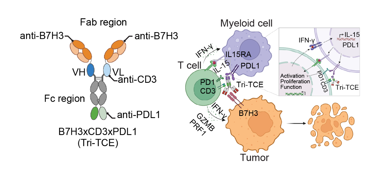 Releasing the hidden power of bystander T cells in cold tumours