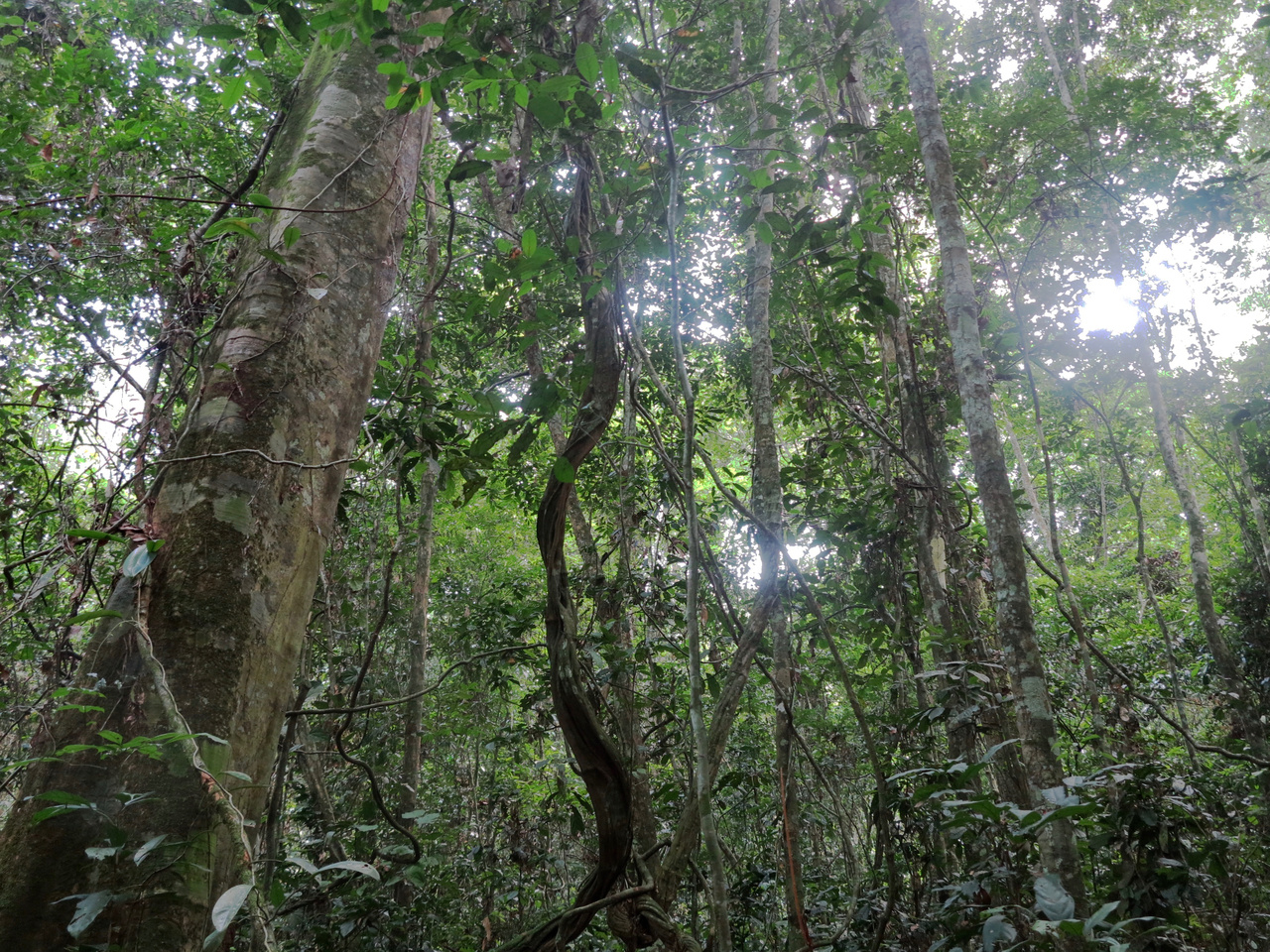 Nitrous oxide emissions from forest soils of the Congo Basin