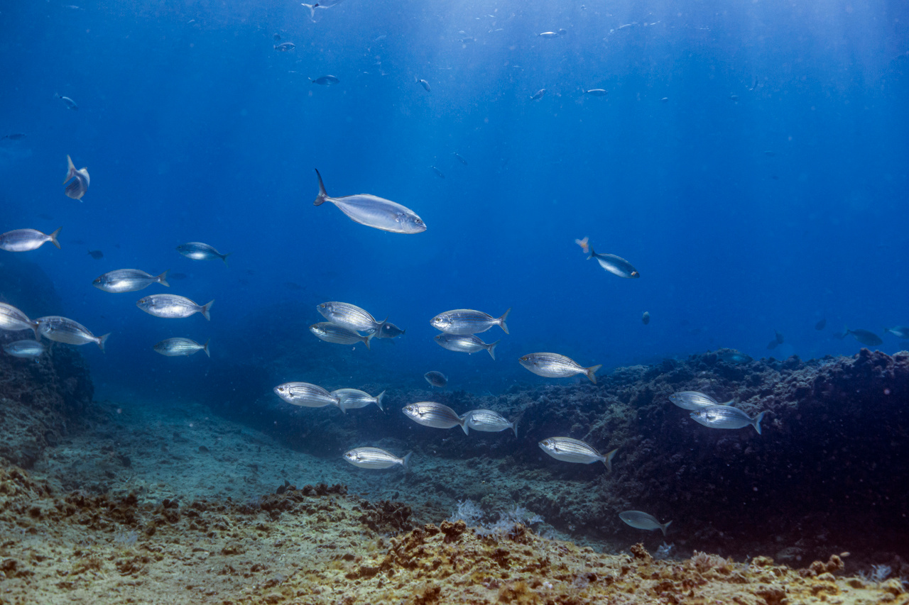 Fish on the edge: a meta-analysis reveals edge effects within marine protected areas