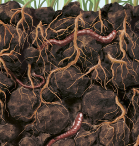 The legacy of plant roots affects large scale hydrological processes