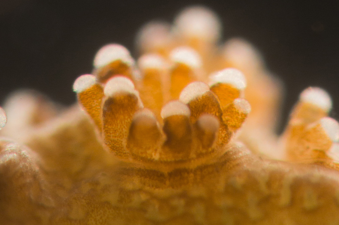 Swimming in coral mucus