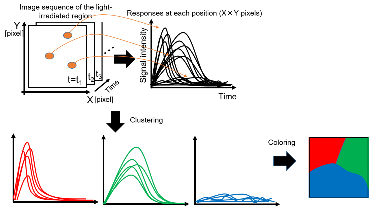 Visulalization of charge transport in photocatalytic water splitting
