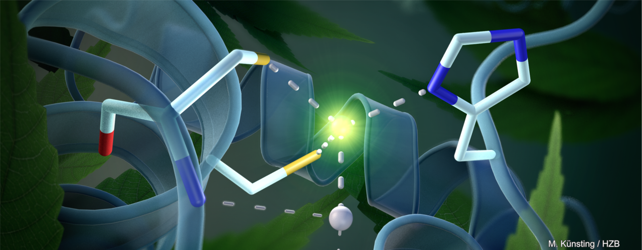 Structure of the plant RNA editosome's catalytic center
