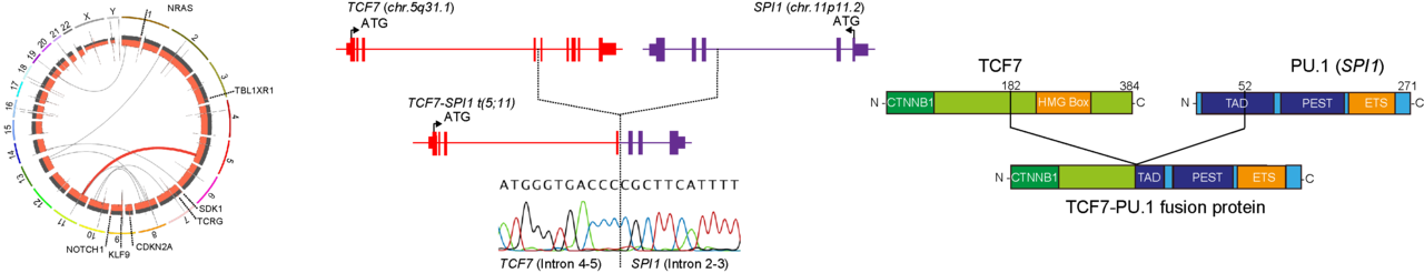 The SPI1 who loved me: A double agent in leukemia