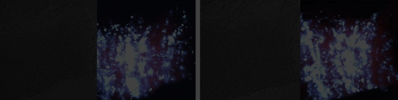 Synchronization with phytohormone beats