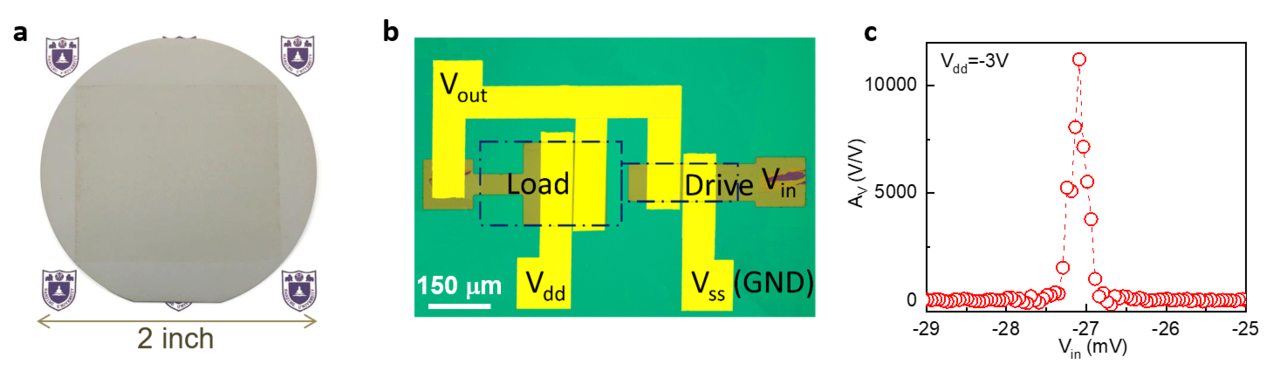 Monolayer organic film delivers ultra-high-gain transistors and circuits