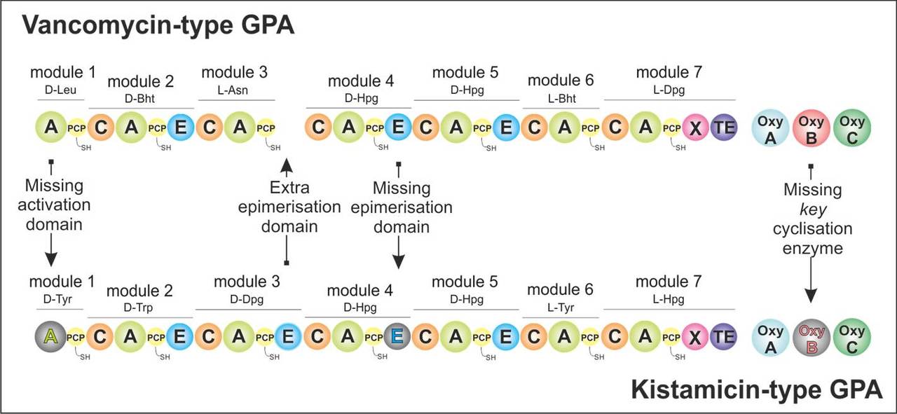 The story of kistamicin - diversity in glycopeptide antibiotic biosynthesis