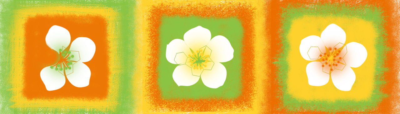 After the Paper | Carbon Based Planar Pentadentate Chelates