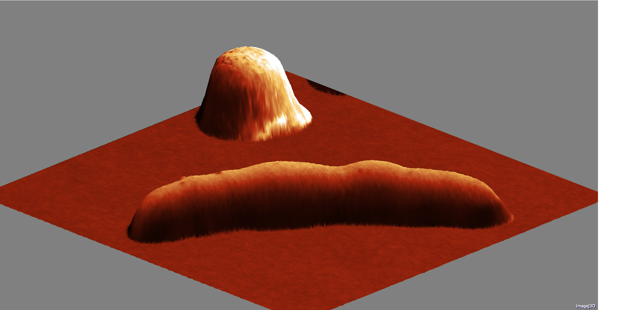 Division in Mycobacteria Rides the Waves