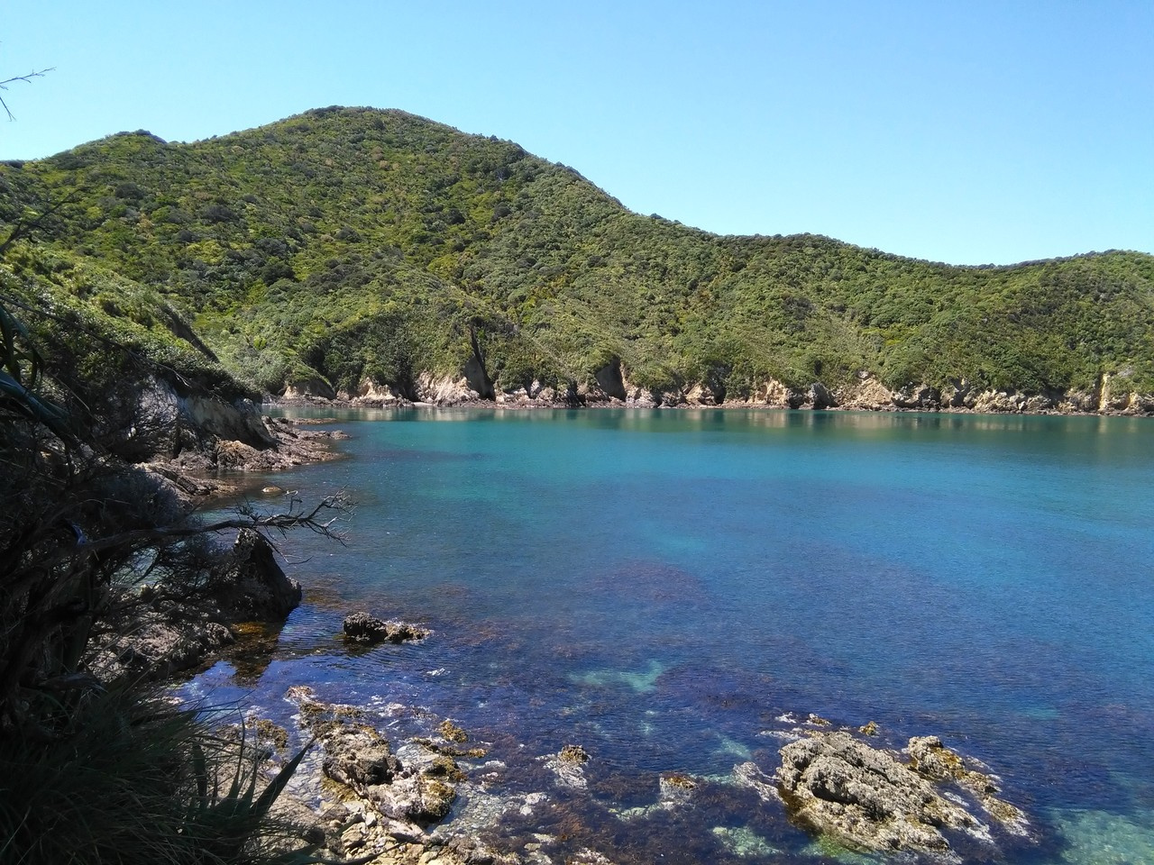 Playing God or saving species? Conservation practitioners are not convinced on synthetic biology