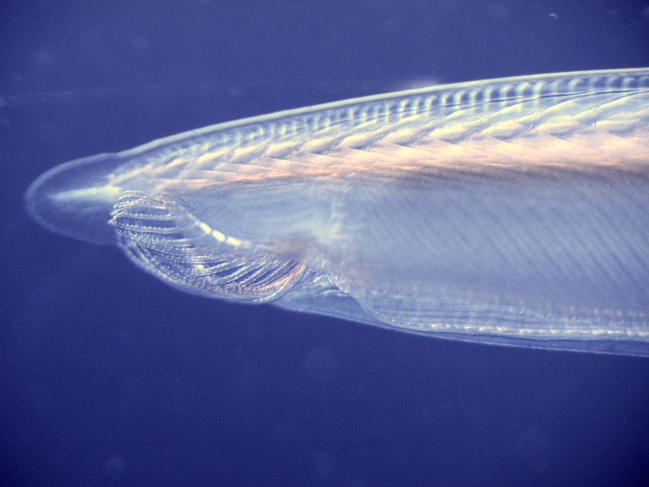 A new guest in the formation of the chordate nervous system