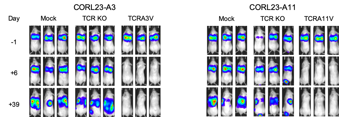 Biochemical and functional characterization of mutant KRAS epitopes validates this oncoprotein for immunological targeting
