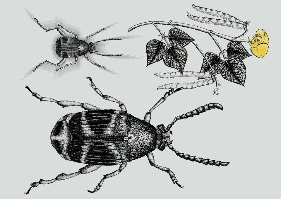 Y chromosome resolves sexual conflict and changes sexual size dimorphism.