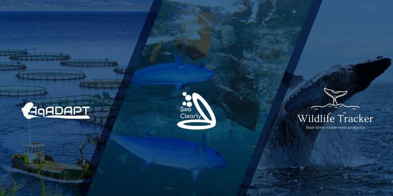 Innovative aquaculture and marine wildlife tracking ideas awarded at the Blue-Cloud Hackathon