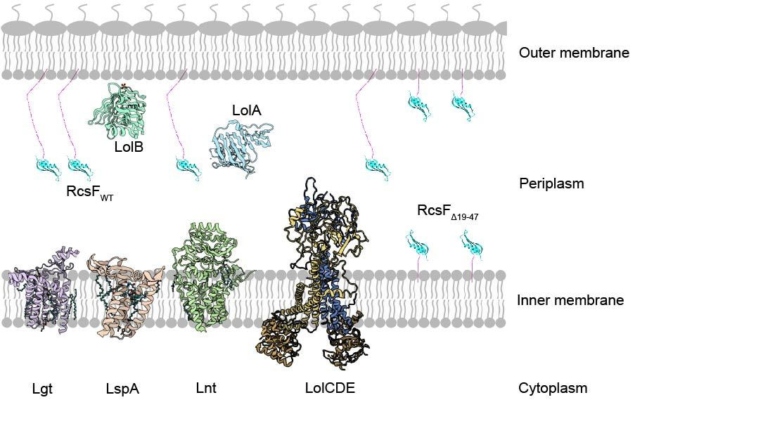 A tale of two elements: when disorder meets lipoproteins in the cell envelope of Escherichia coli 