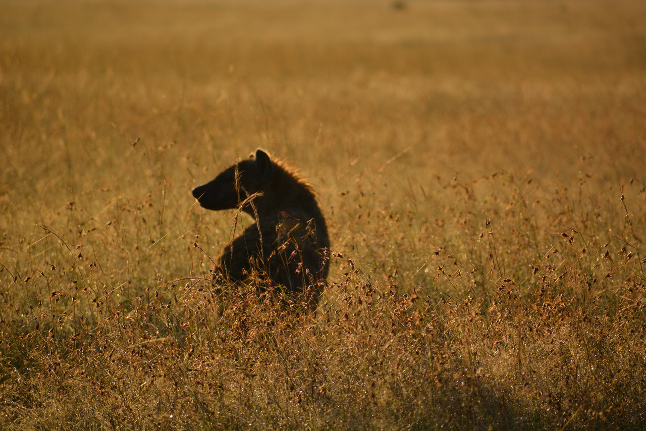 Of hyenas and humans: The importance of social experiences.