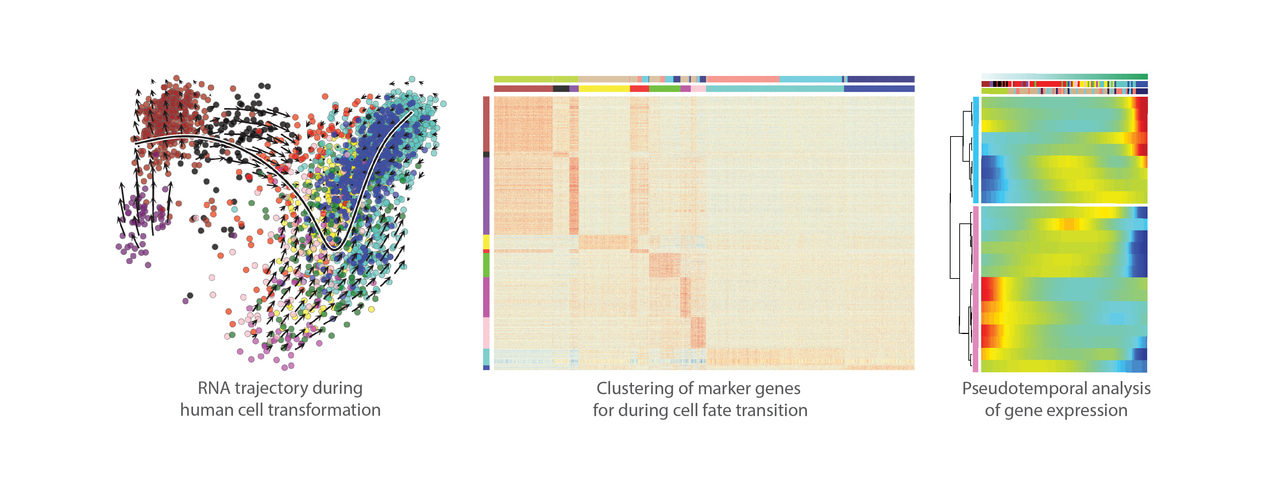 Human cell transformation by combined lineage conversion and oncogene expression