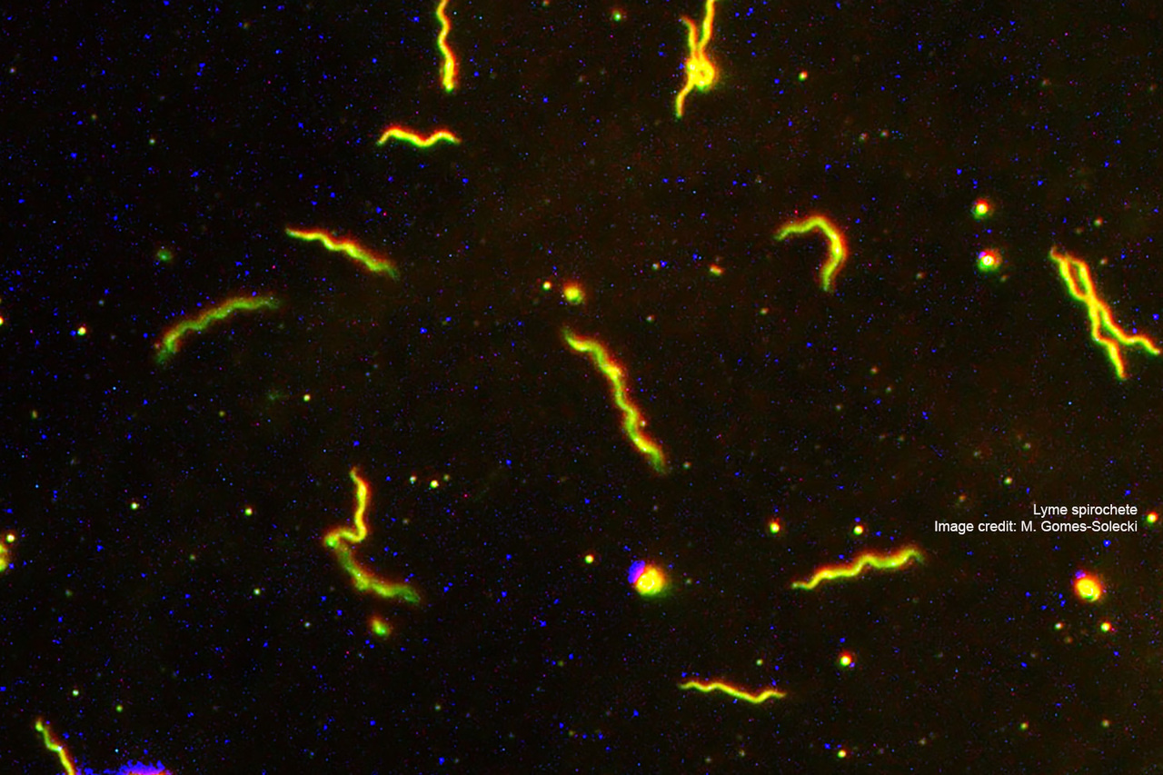 Jenner's Dilemma and how to win evolutionary arms races against microbial pathogens