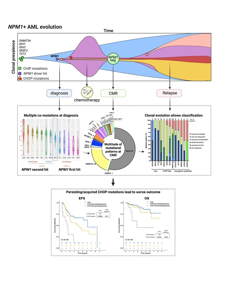 Indeterminate and oncogenic potential: CHIP vs CHOP mutations in AML with NPM1 alteration