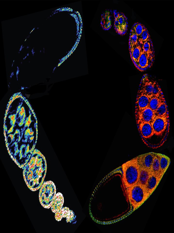 Redox Metabolites function as heritable factors that drive the reprogramming of progeny physiology