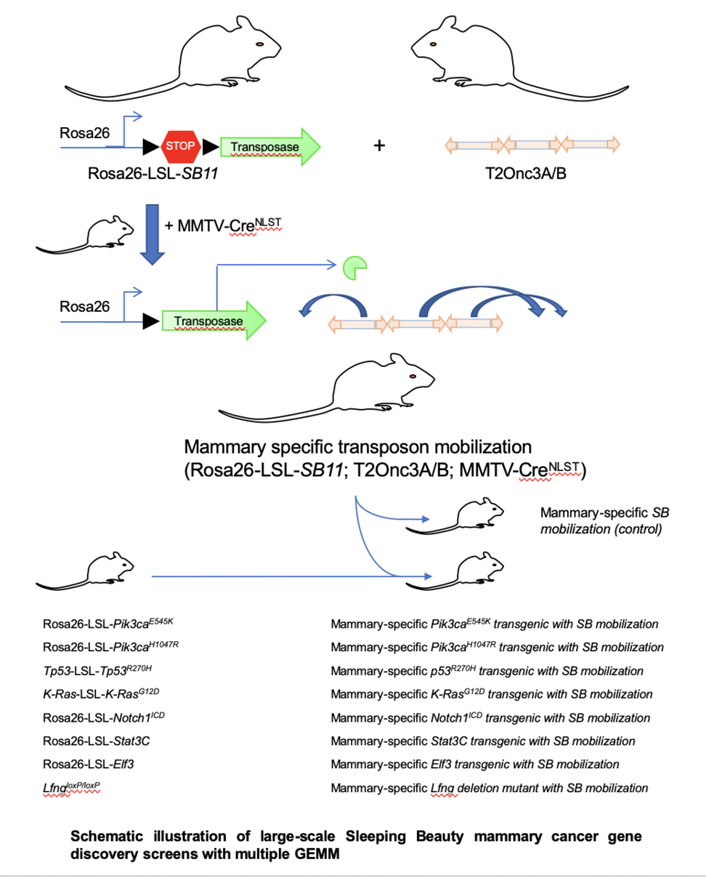 Single allele loss-of-function mutations select and sculpt conditional cooperative networks in breast cancer 