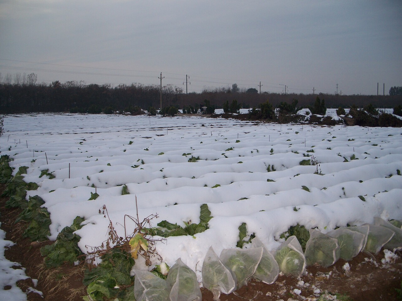 Climate warming promotes pesticide resistance though expanding overwintering range of a global pest