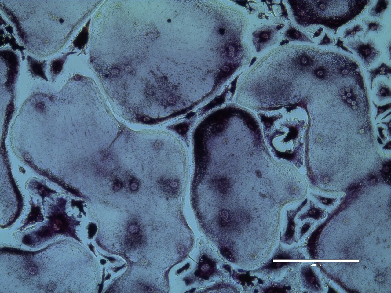 Don't throw a bone to ELMO!