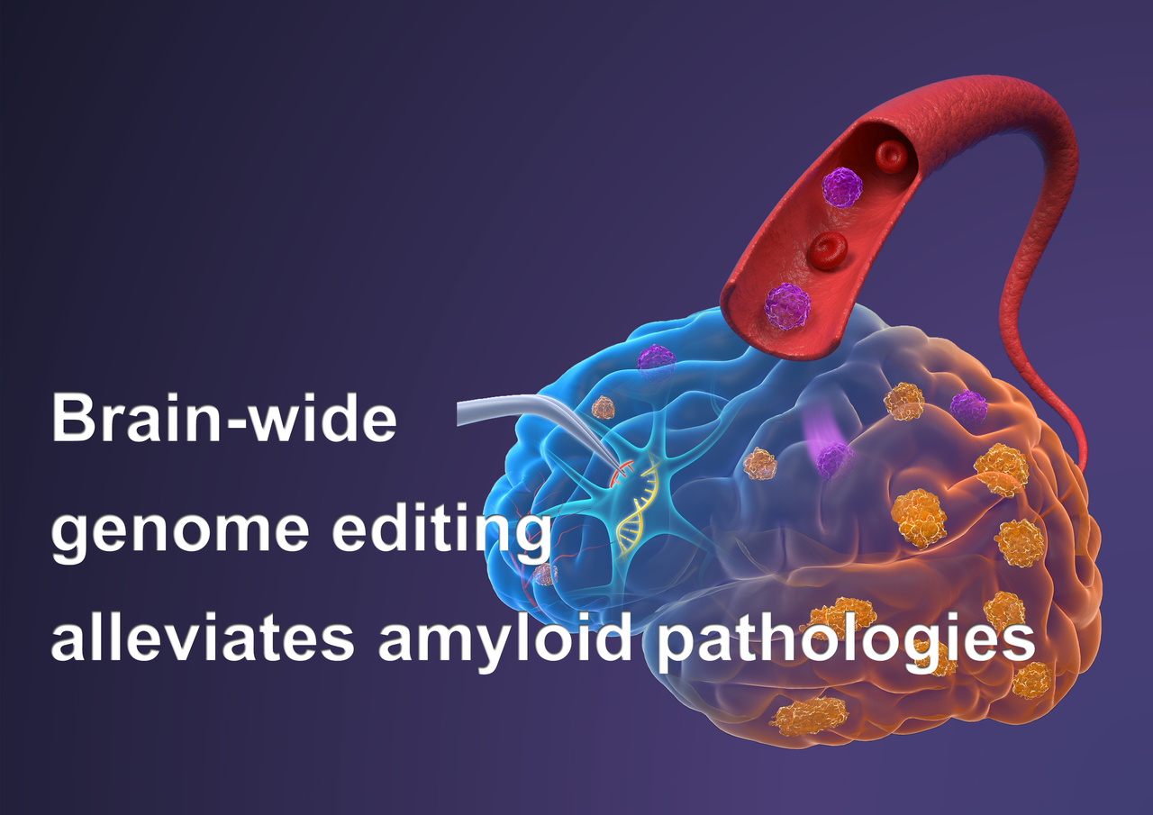 CRISPR throughout the brain: Brain-wide genome editing via BBB-crossing AAV virus alleviates amyloid-related pathologies in mice