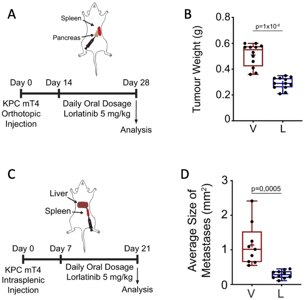 Suppression of tumor-associated neutrophils by lorlatinib attenuates pancreatic cancer growth and improves treatment with immune checkpoint blockade