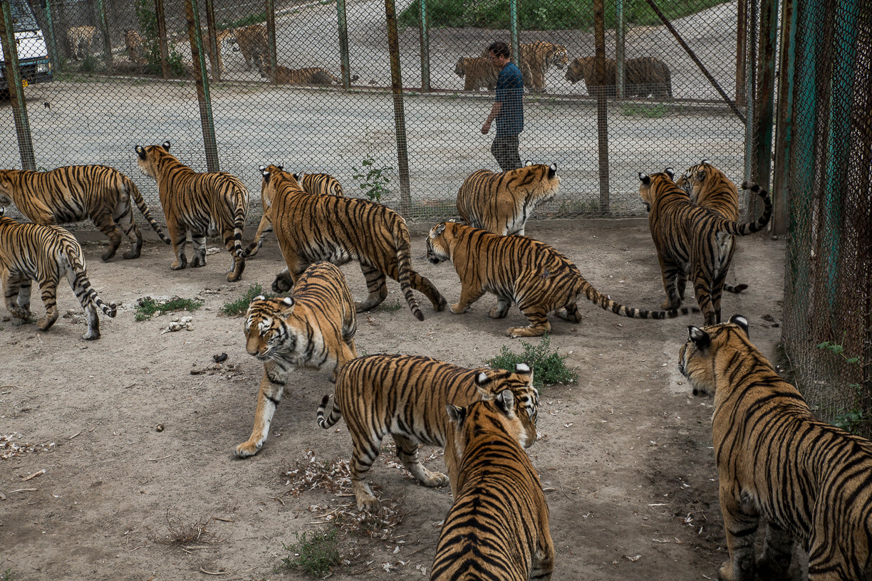 Holland is calling: tiger-centric specialism