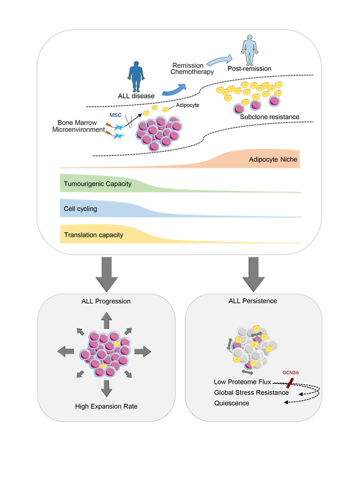 The role of adipocytes in acute lymphoblastic leukaemia treatment resistance: a view from the clinic and the bench