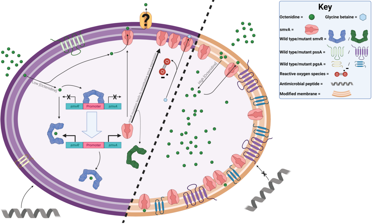 Interdisicplinary collaboration reveals how one superbug adapts to antiseptics