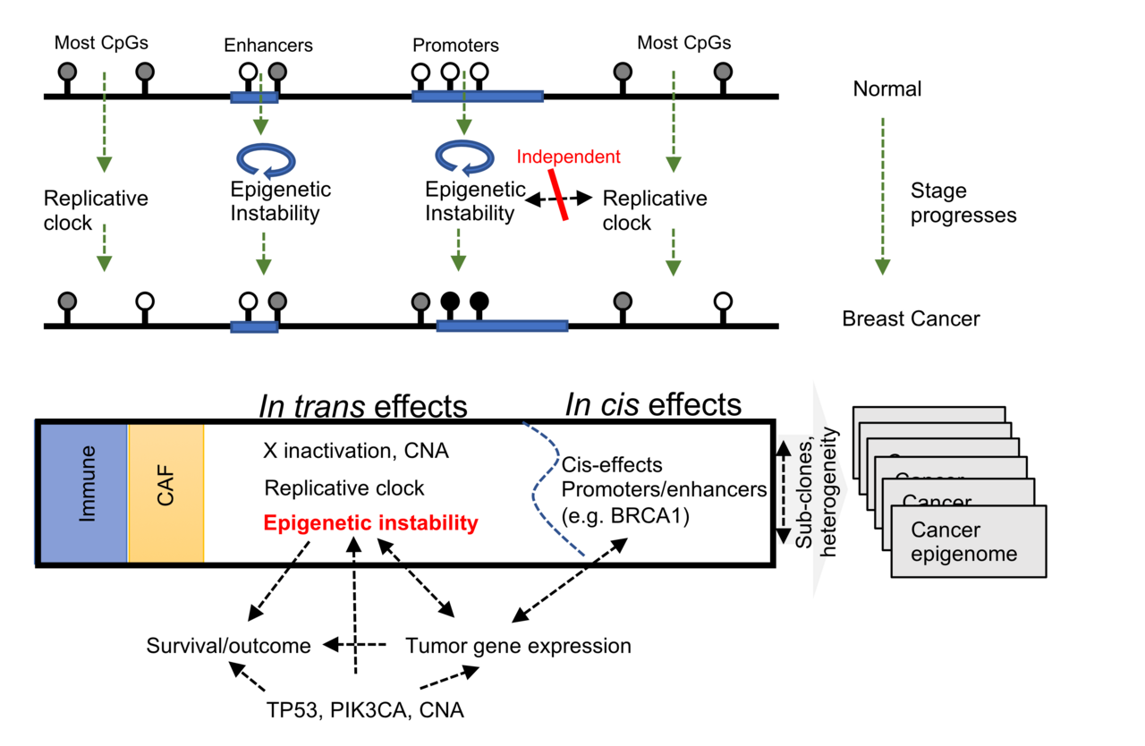 DNA methylation landscapes of 1538 breast cancers reveal a replication-linked clock, epigenomic instability and cis-regulation