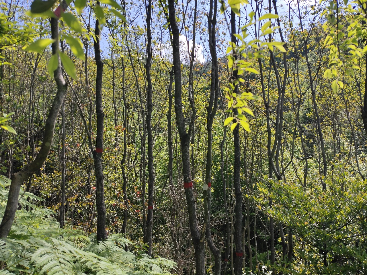 Following 10 years of forest growth shows the value of functional diversity