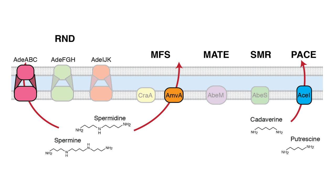 Finding the real job of a widespread disinfectant efflux pump