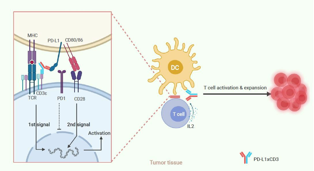 Rejuvenation of tumour-specific T cells through bispecific antibodies targeting PD-L1 on dendritic cells