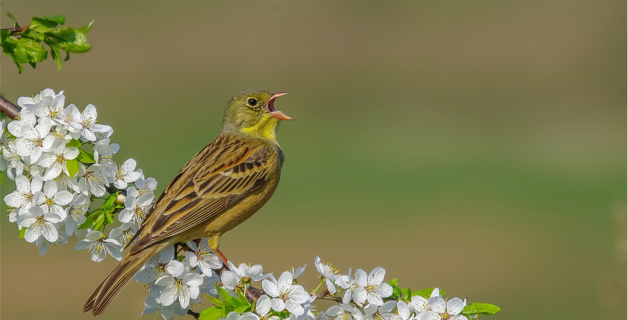Not silent yet: the changing sounds of spring