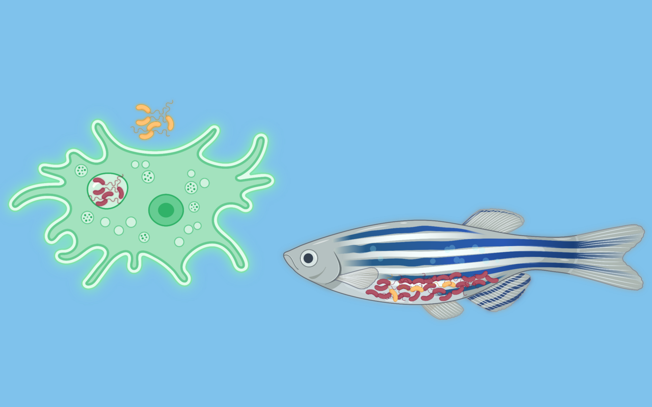 Adaptation of Vibrio cholerae during long-term predation pressure