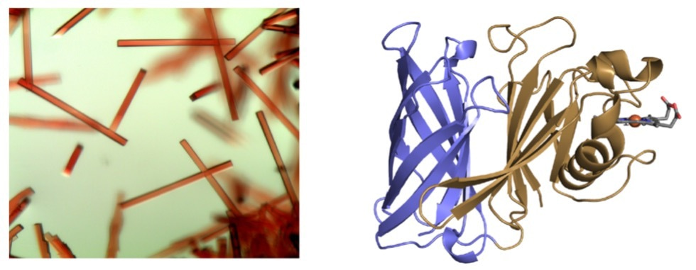 Unveiling a pathway for host heme piracy in Acinetobacter baumannii	