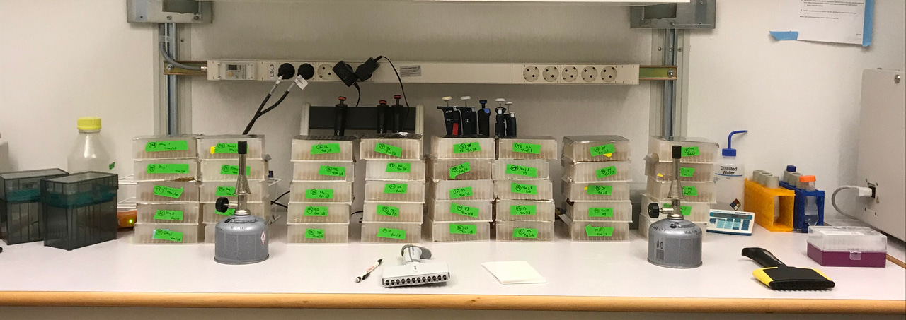 How does SARS-CoV-2 hijack the human cell?