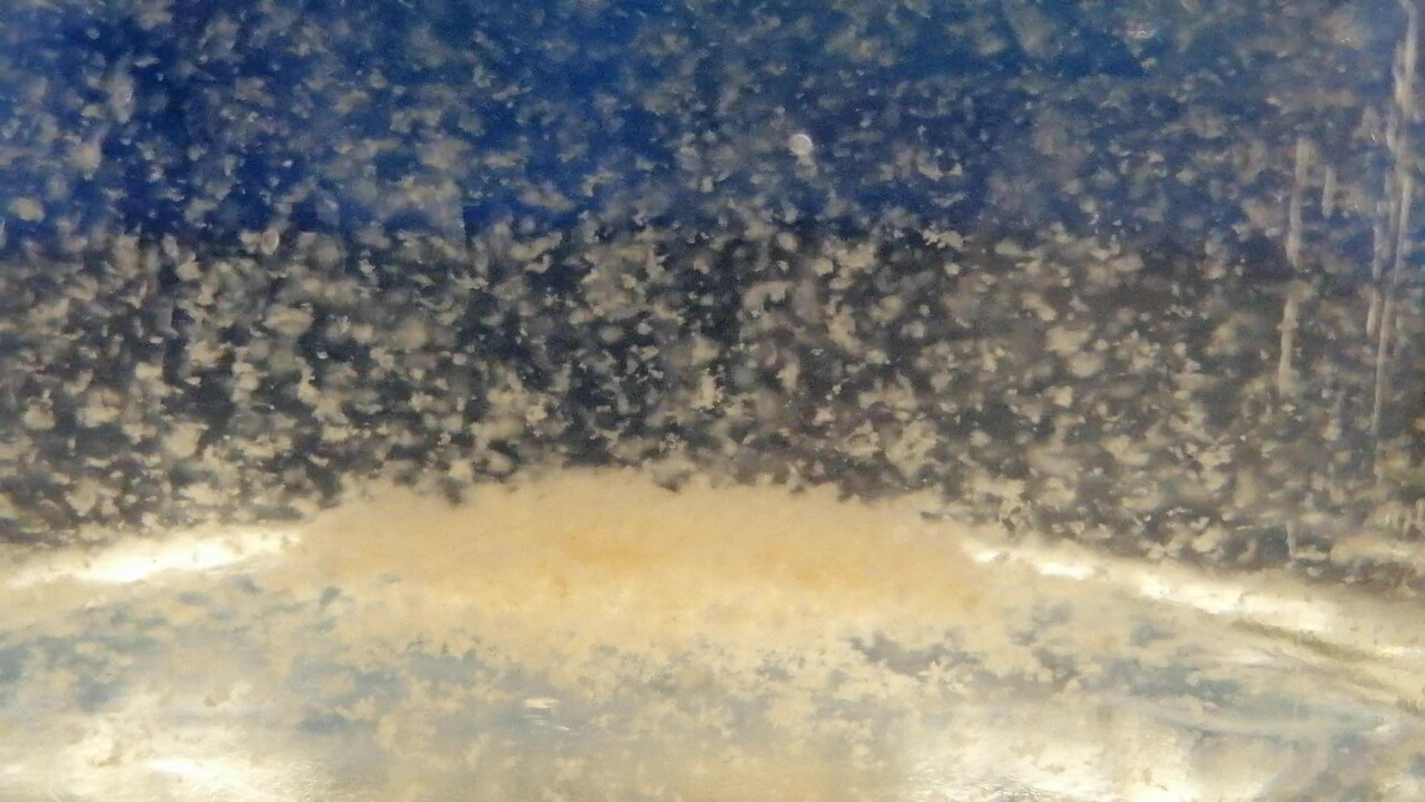 How to clean wastewater by eating microbes? Ask the protists! 