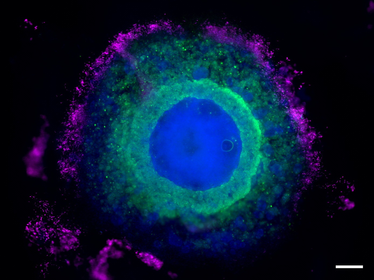 Heart-forming organoids – a story about a failed (?) project