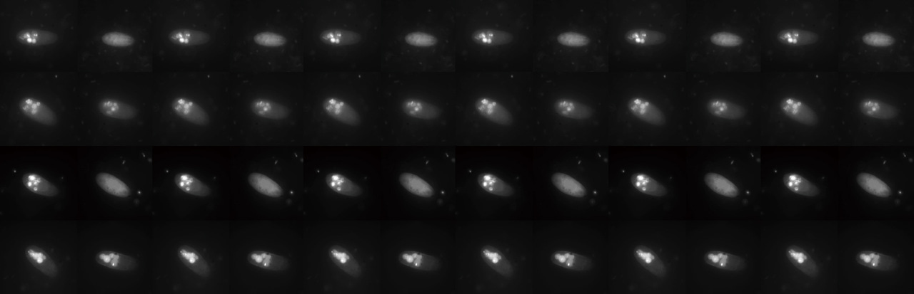 The "clever" bacteria escaping from predation