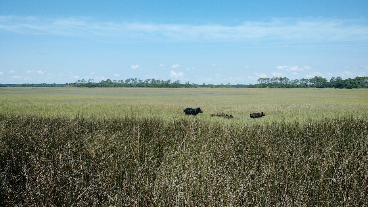 Feral Hog Invasions Leave Coastal Marshes More Susceptible to Climate Change