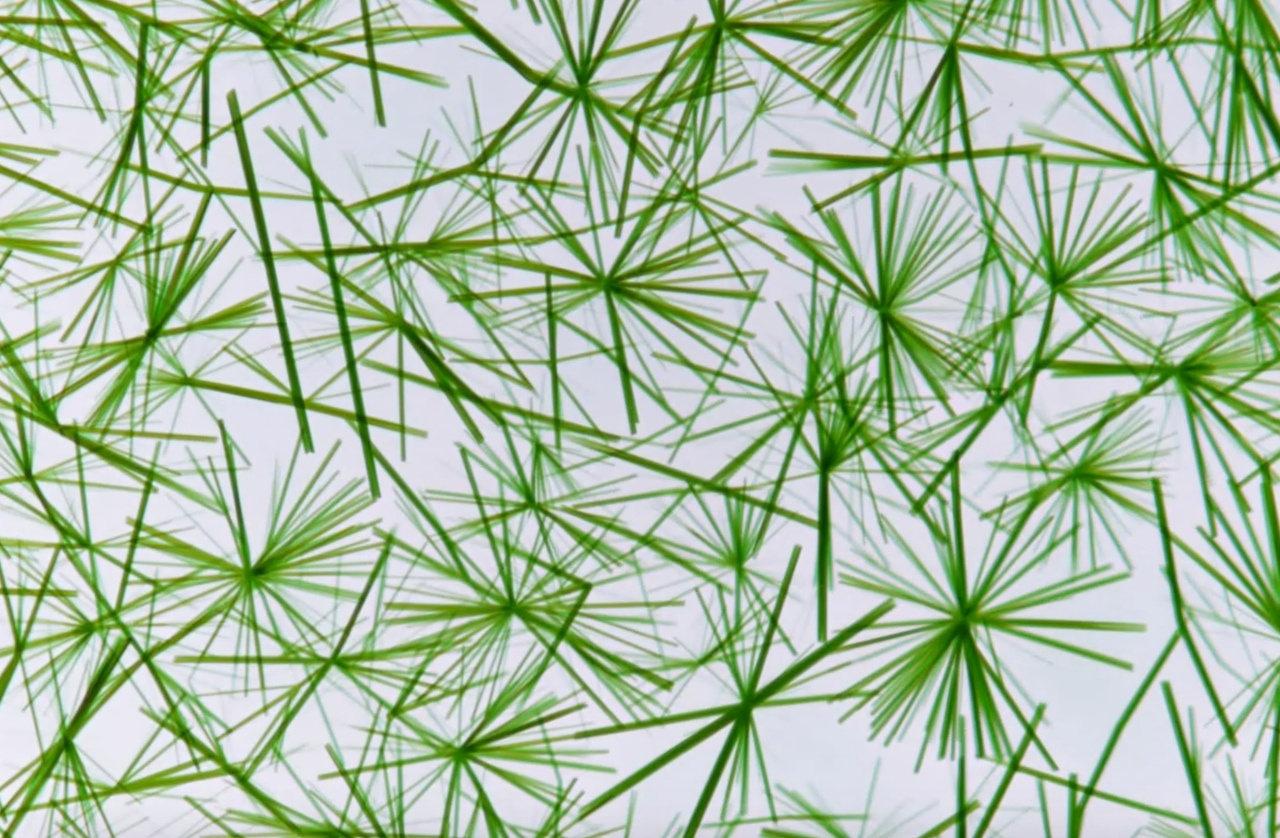 Autocatalysis Driven by Solvent-Free Supramolecular Polymerization